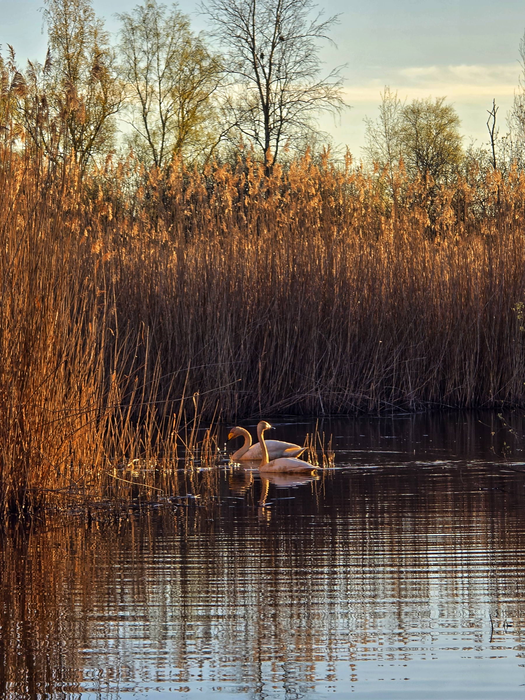Bild från Oset naturreservat av Cecilia S. (2026-05-01)