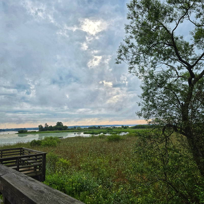 Bild fr&aring;n Oset naturreservat av Cecilia&nbsp;S. (2026-05-04)