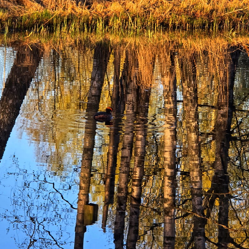 Bild fr&aring;n Oset naturreservat av Cecilia&nbsp;S. (2026-05-01)