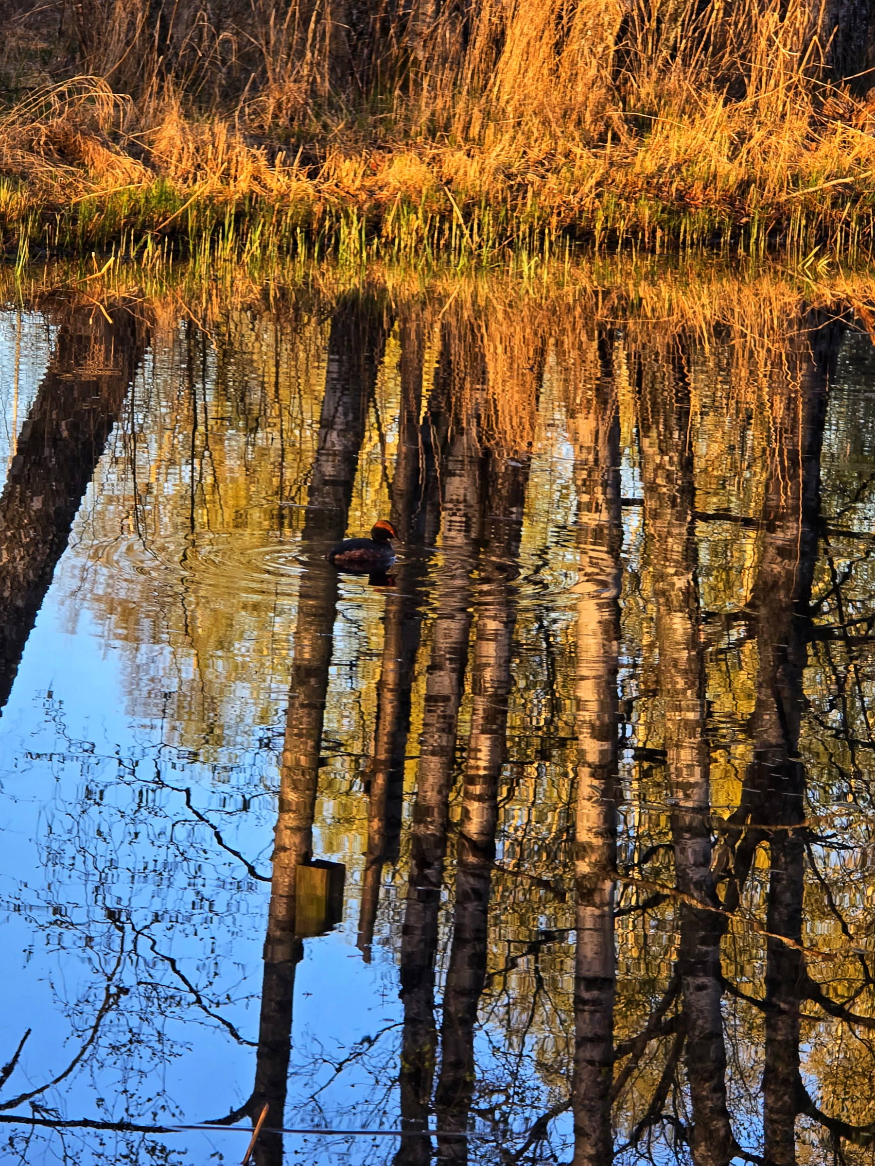 Bild från Oset naturreservat av Cecilia S. (2026-05-01)