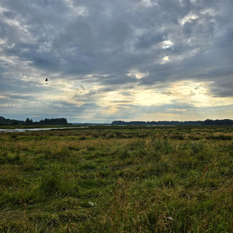 Bild fr&aring;n Oset naturreservat av Cecilia&nbsp;S. (2026-05-04)