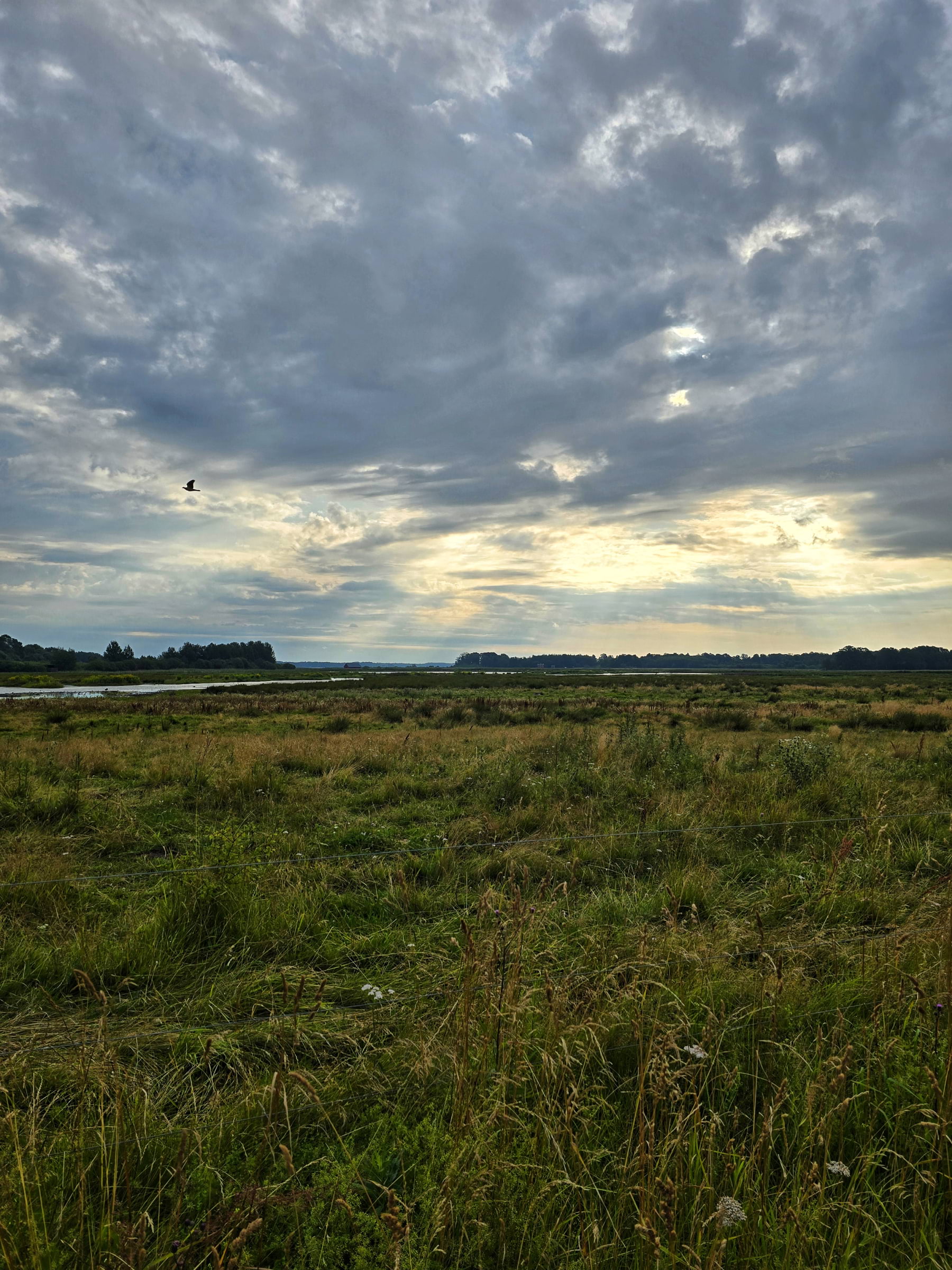 Bild från Oset naturreservat av Cecilia S. (2026-05-04)