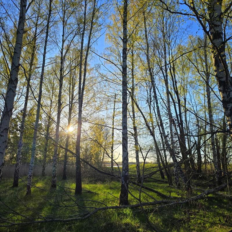 Bild fr&aring;n Oset naturreservat av Cecilia&nbsp;S. (2026-05-01)