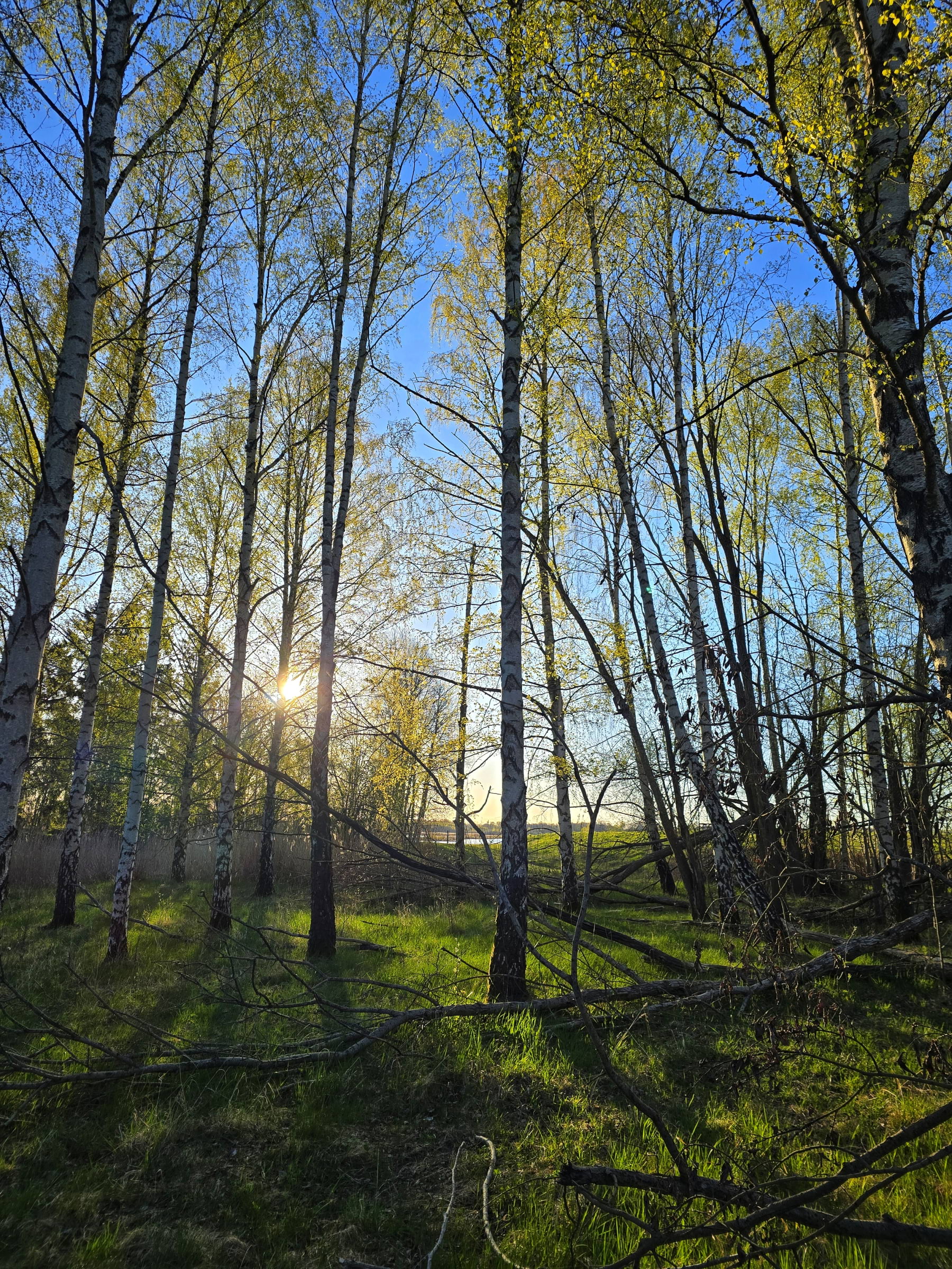 Bild från Oset naturreservat av Cecilia S. (2026-05-01)
