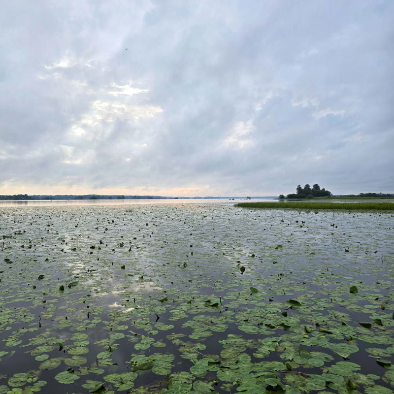 Bild fr&aring;n Oset naturreservat av Cecilia&nbsp;S. (2026-05-04)