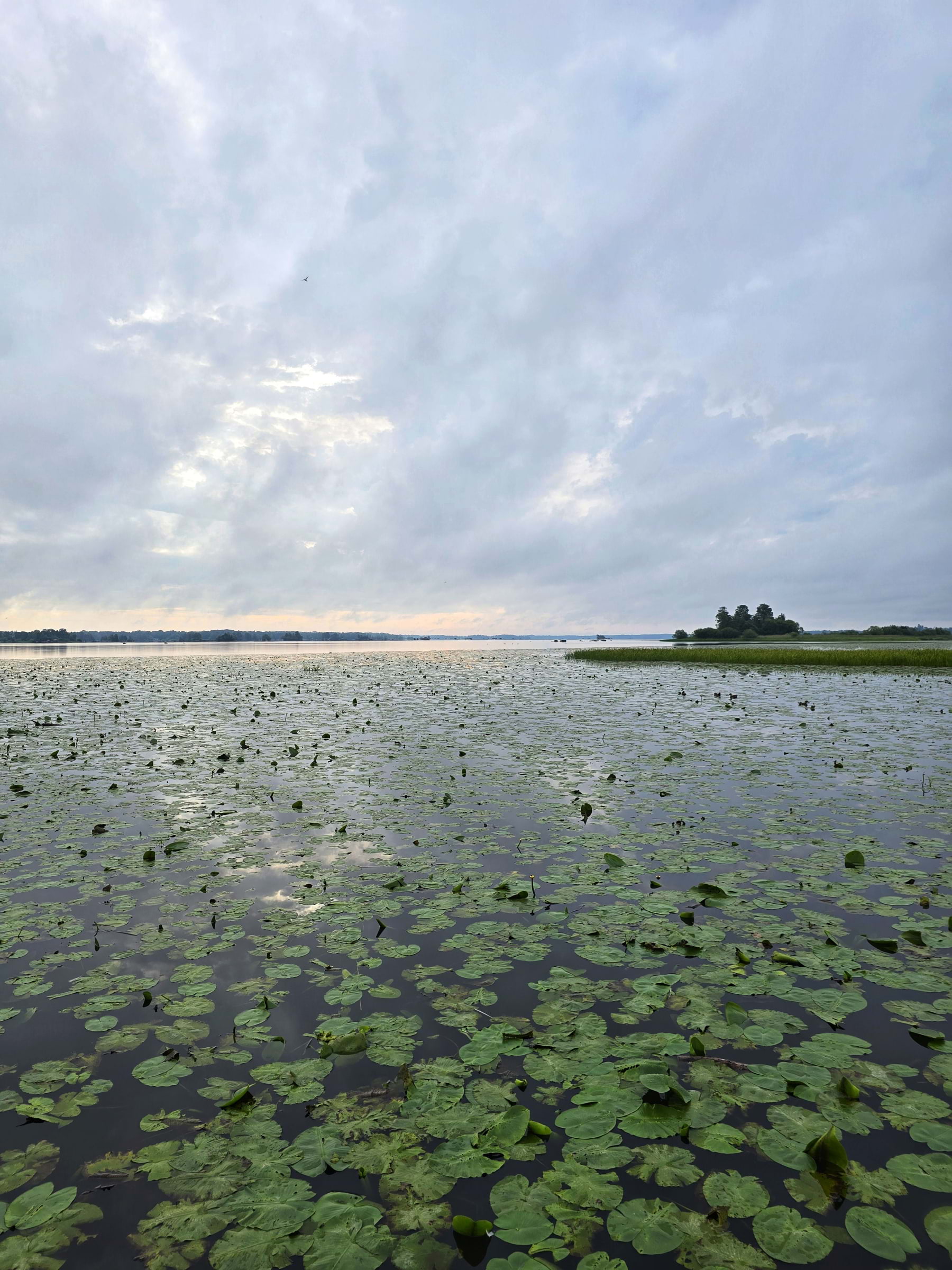 Bild från Oset naturreservat av Cecilia S. (2026-05-04)