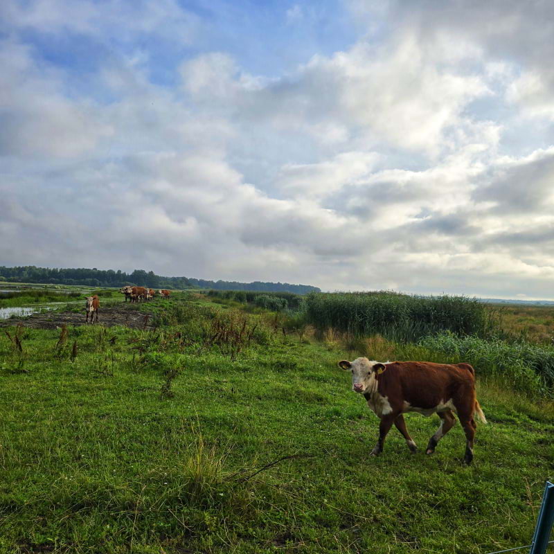 Bild fr&aring;n Oset naturreservat av Cecilia&nbsp;S. (2026-05-04)