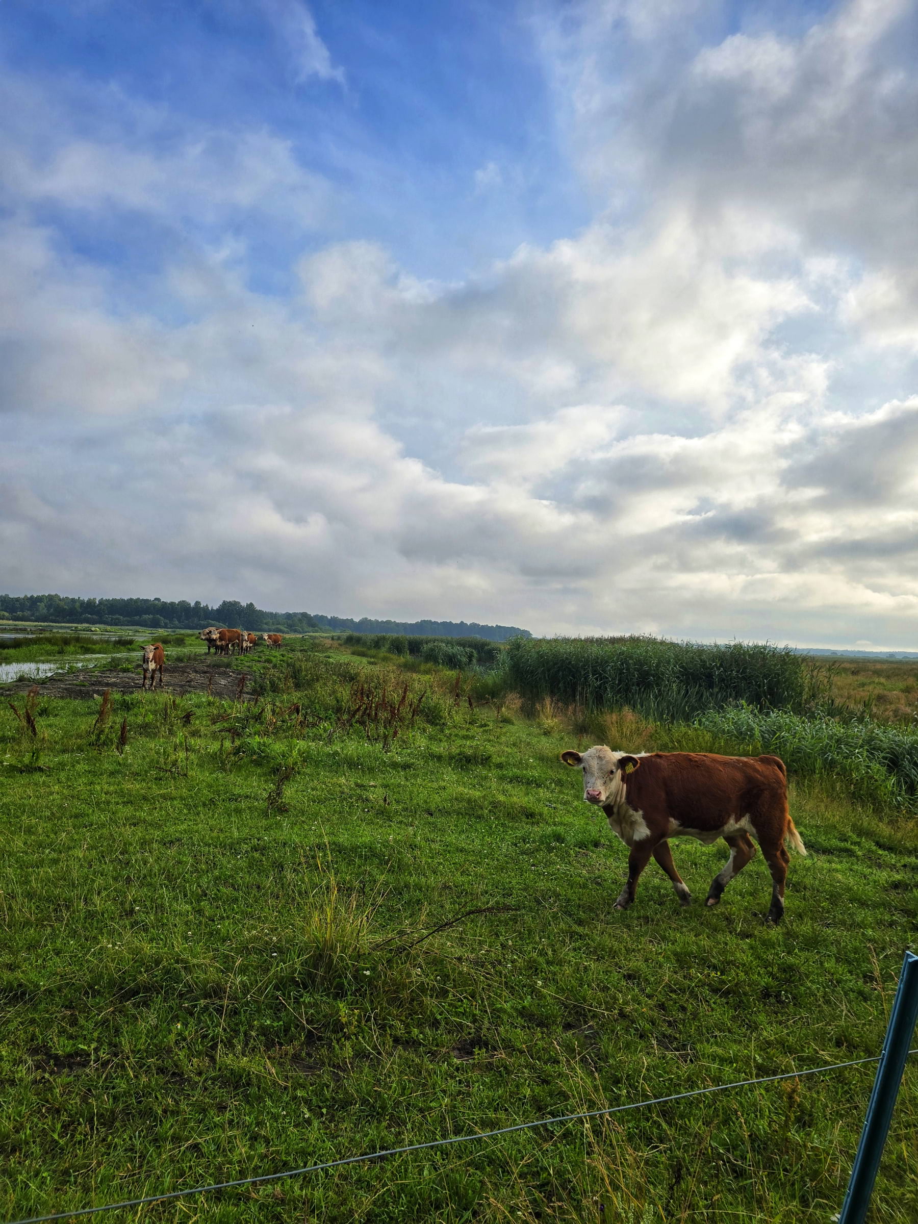Bild från Oset naturreservat av Cecilia S. (2026-05-04)