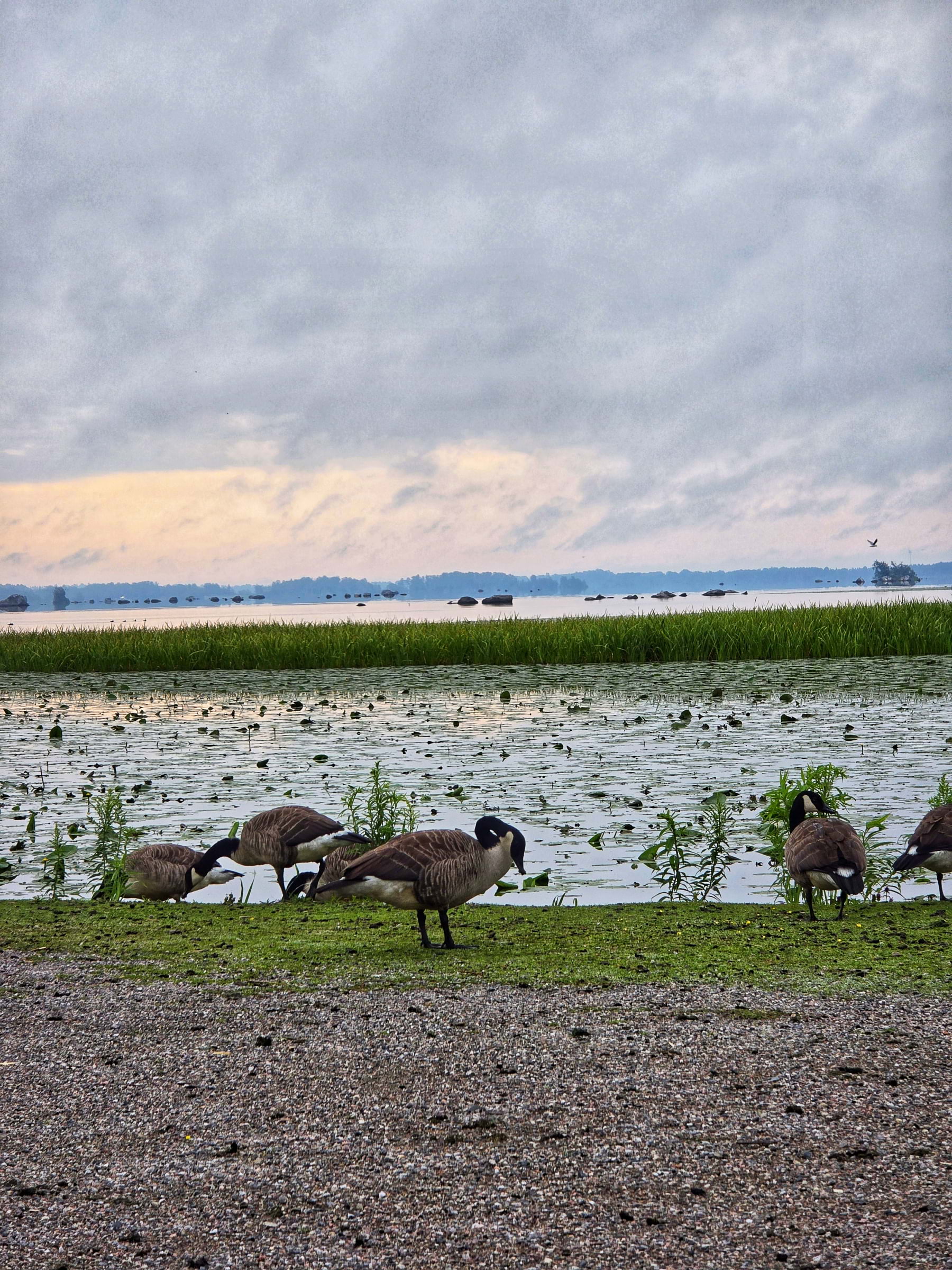 Bild från Oset naturreservat av Cecilia S. (2026-05-04)