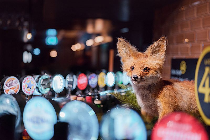 The King's Fox